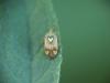Lygus sp.
